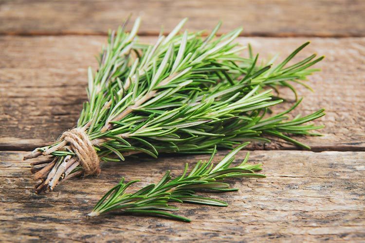 Rozmarin Biberiye (Rosemary)