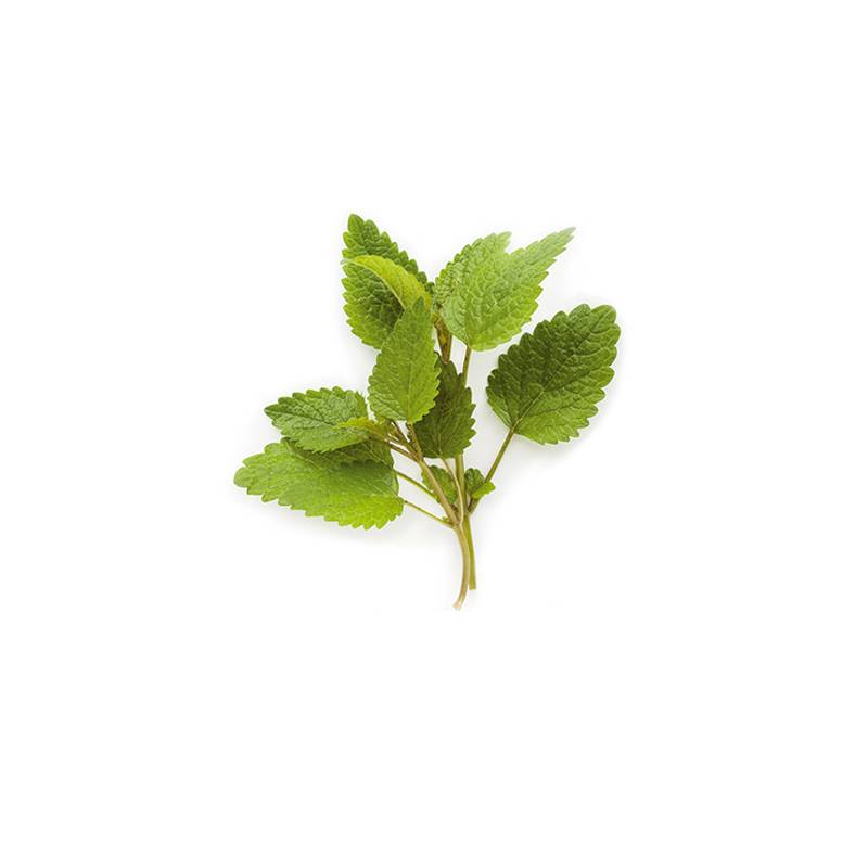 Limon Çiçeği (Lemon Balm)